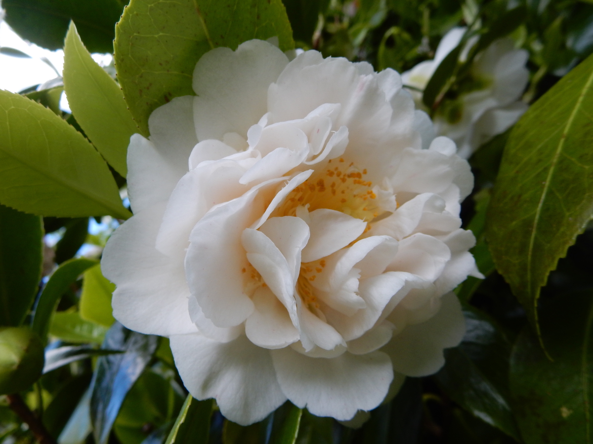 Scented Sun